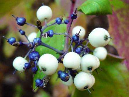 Are+red+osier+dogwood+berries+edible