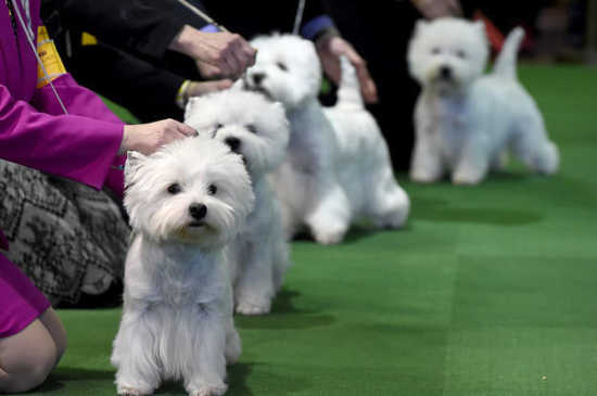 Local News Annual Dog Show Slated 9 22 17 Mountain Home News