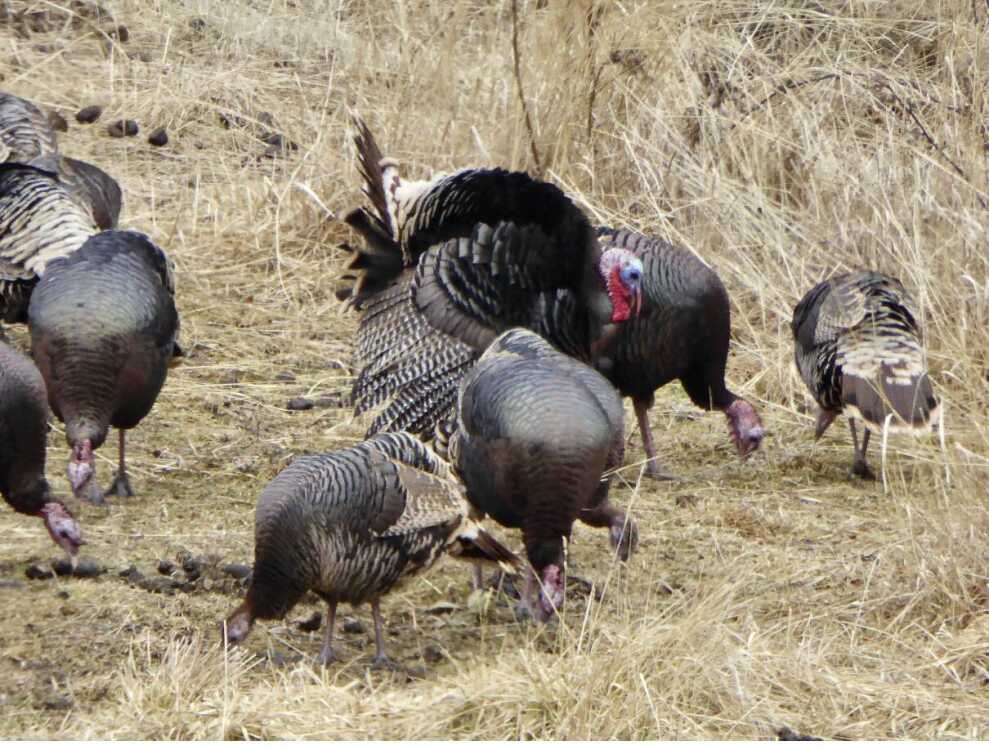 F&G seeking public input on Idaho upland game, turkey and furbearer season setting, 2024-2025